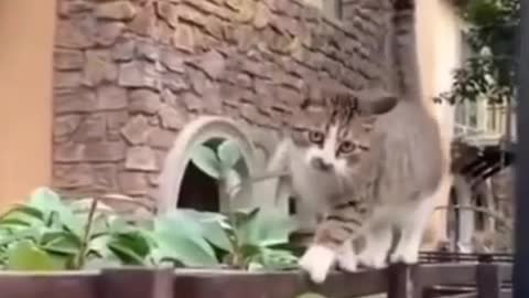 Funny Cats 2021 😂😹Reverse Walking➤😂😹It is funny ➤➤Why is it doing so_😹➤➤➤Fear of height