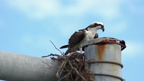 Osprey (Jill) Working To Rebuild Her Nest
