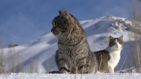 Cats in snow