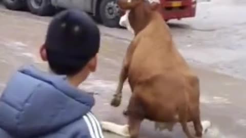 Cow slip on Road 🛣️🛣️