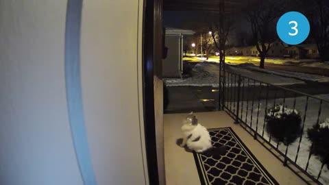 Watch What Happens When This Cat Tries to Get in a Window | RingTV