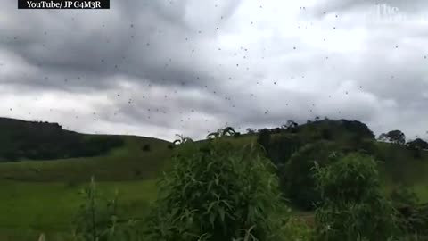 Cloudy with a chance of arachnophobia: raining spiders in Brazil