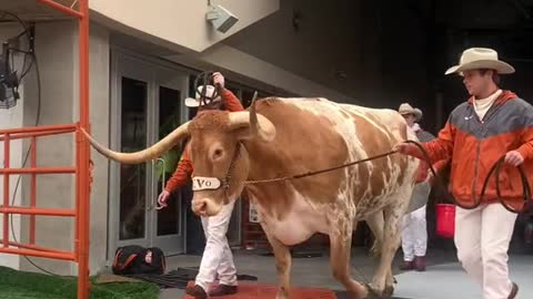 Bevo walking everywhere knowing he's the best live mascot in college athletics