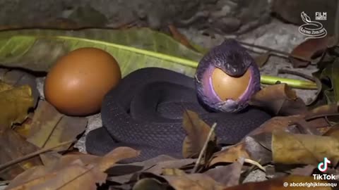 How Snake Swallows the Egg