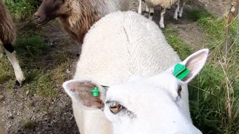 Sheep video amazing video