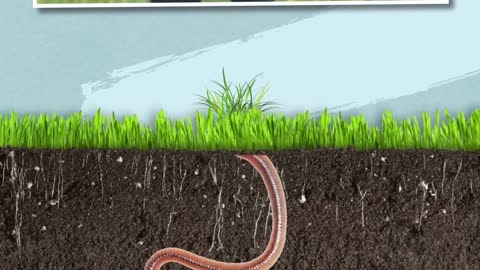 Worm That Scares Python, Never Gets to the Surface and Can Die of a Splinter