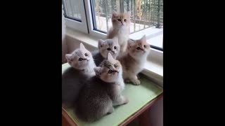 perfect synchronization between kittens