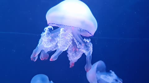 Mesmerizing Jellyfish: Exploring the Enchanting Marine World