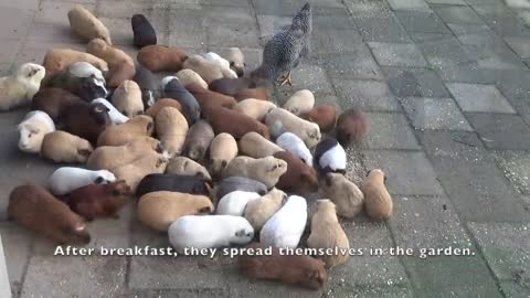 Guinea pig herd having breakfast and dinner