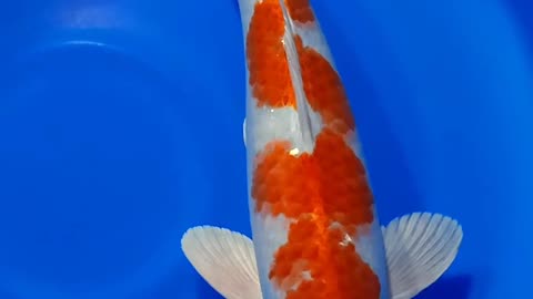 koi fish are very good