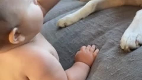 Baby Bites Dogs Tongue