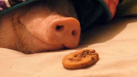 pig under the blanket