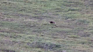 Grizzly Bear Rolling Down A Hill At Denali National Park