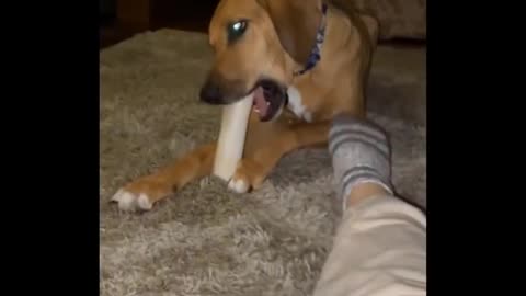 Funny animals - Funny cats and dogs - Funny animal videos 2023🤣