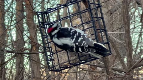 Male Downy Woodpecker within a foot or two 😍