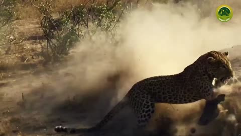 Most Dangerous Leopard Attacks