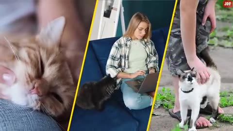 How Cats Choose Their Favorite Person