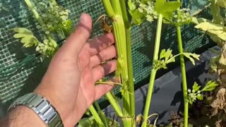 Growing Celery.