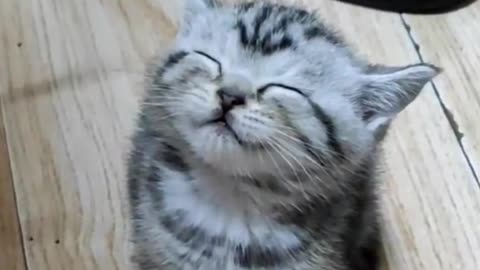 So cute 🥰🥰🥰#kittycat #cats #kittys #cute #funny #fyp