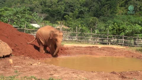 Baby Elephant Wan Mai Can Not Wait To Investigate The New Soil - ElephantNews