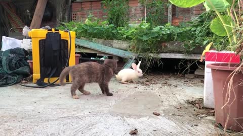 The fight between rabbits and cats #5