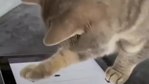 Cat plays iPad game catching mice on video| Funny Pets videos