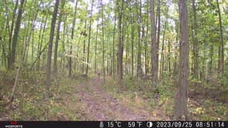 Ohio Buck injured leg