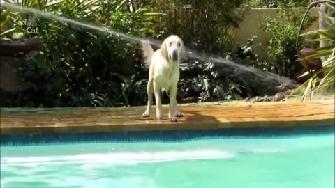 Learn How To Teach Your dog swim