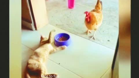 Cat and hean funny video, comedy video,cat funny video,