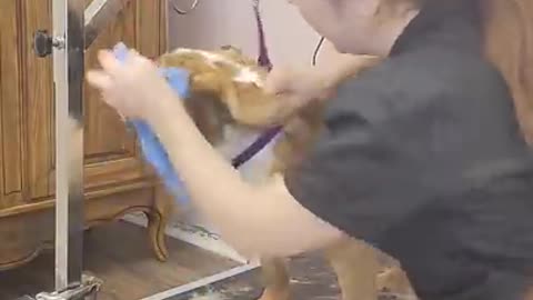 Cranky Bulldog cries like an alien for nail clipping