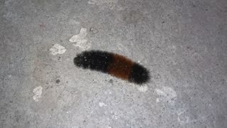 Banded Woolly Bear