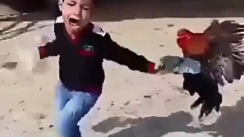 Funny fight with chicken