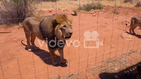 Aggressive animals - angry lions interact with and scare tourists behind a wire fence in Africa