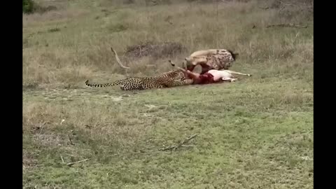 Hyenas Battle Leopard for Impala Kill!