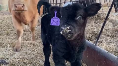 Babies hitting the ground daily #kansas #ranchlife