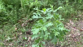 May 27, 2023 - Planting a Tree in Memory of My Mother, Lois Smisek Owen