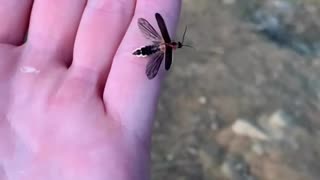 Kendall gray’s pet firefly