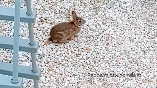 •An adorable Wild Bunny Rabbitt 🐇🐰 💕