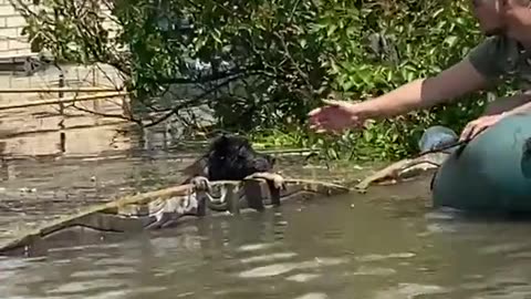 volunteers saving animals in Kherson region