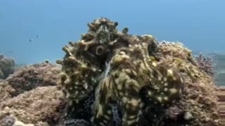 Secrets of the OCTOPUS