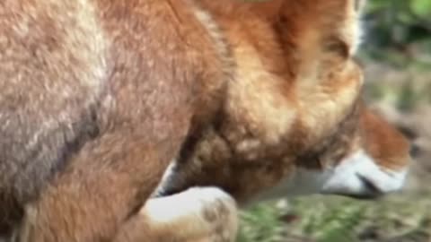 This Ethiopian wolf has sneaky moves and even sharper instincts