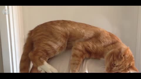 Clingy cat greets his favourite human | Oppa the Orange Cat