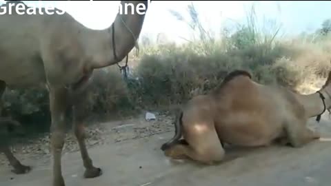 camel mating ||ops camel breading