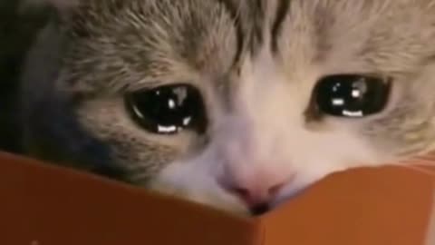 Crying Cats, so adorable