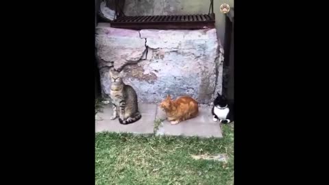 New Funny Animals 😂 Funniest Cats and Dogs Videos 😺