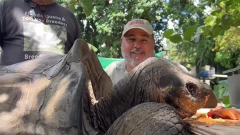 106 years old World biggest tortoise 🐢 #zoo #wildlife