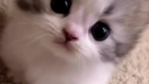 very cute cat