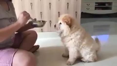 Chow Chow Puppie Dog - very Hungry