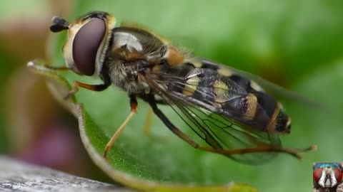 Small Insects Captured Pooping