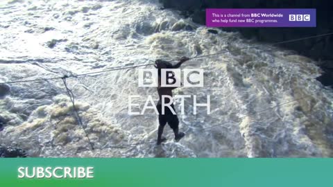 Dolphins_ How Smart are They Actually_ _ Inside the Animal Mind _ BBC Earth